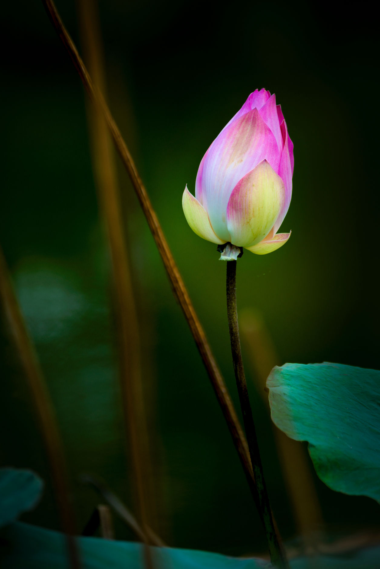 Lotus Blossom